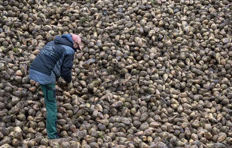 Zuckerrüben-Ernte im Südwesten