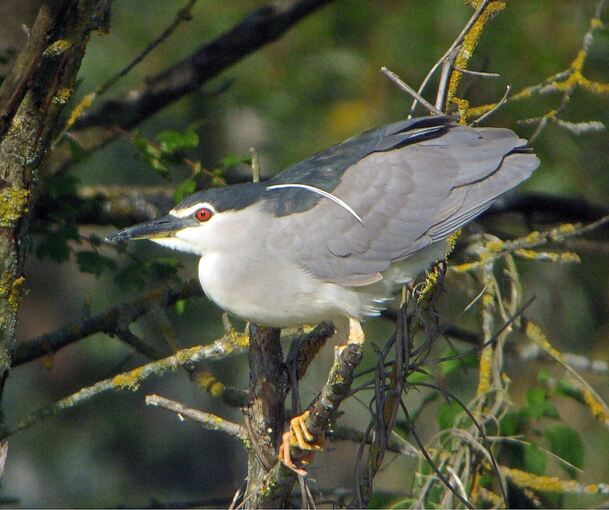 So sieht der Nachtreiher aus. So sieht der Nachtreiher aus.