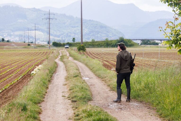 Saatkrähen schädigen Landwirte in Südbaden