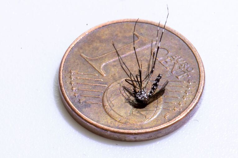 Landesamt für Gesundheit und Pflege Hessen untersucht Tigermücken