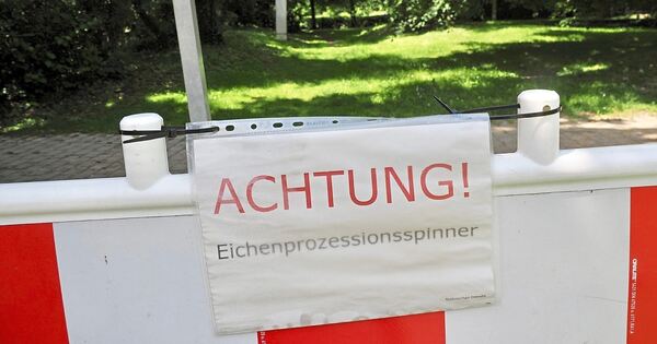 Eichenprozessionsspinner in Hoheneck: Spielplatz am Favoritepark ist ...