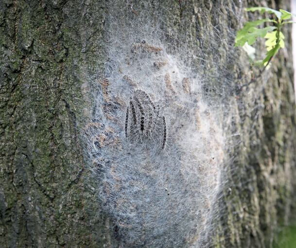 So sieht ein Nest mit Eichenprozessionsspinnern aus – das man auf keinen Fall berühren sollte, ebenso auf den Boden achten, falls sich dort Raupen und Gespinste befinden.