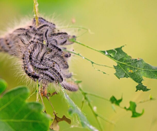 Die feinen Härchen der Raupen können schwere gesundheitliche Probleme auslösen.