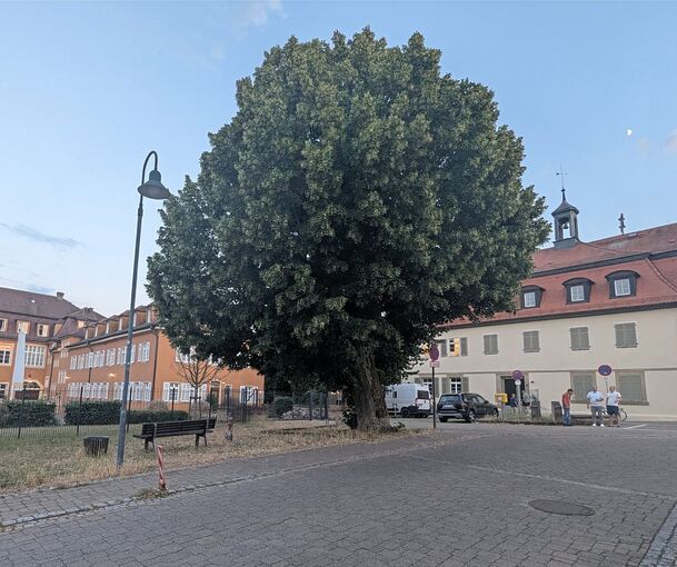 Die mächtige Linde am Freudentaler Rathaus will der Gemeinderat erhalten, auch wenn die Ecke umgestaltet wird.