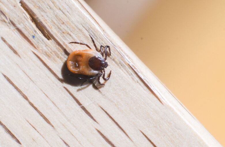 Zecke Gemeiner Holzbock