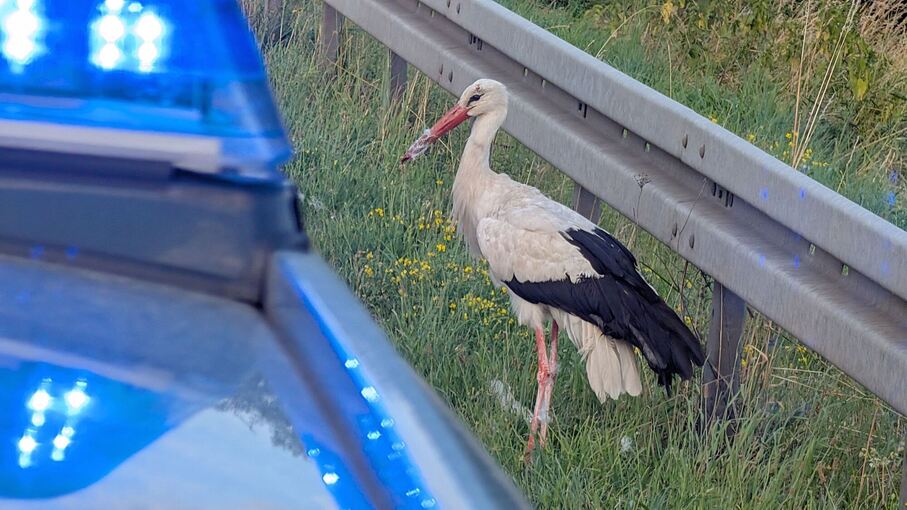 Polizei rettet Storch Polizei rettet Storch