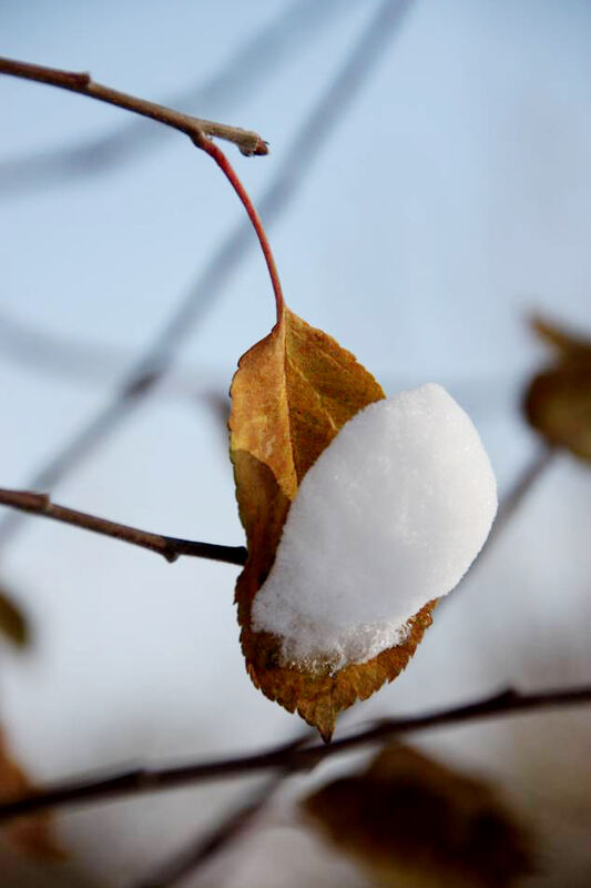 Winter_image003