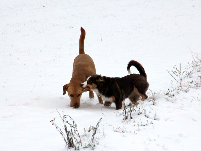 Winter_IMG_5483a