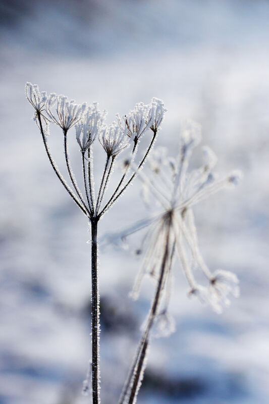 Winter_IMG_6574