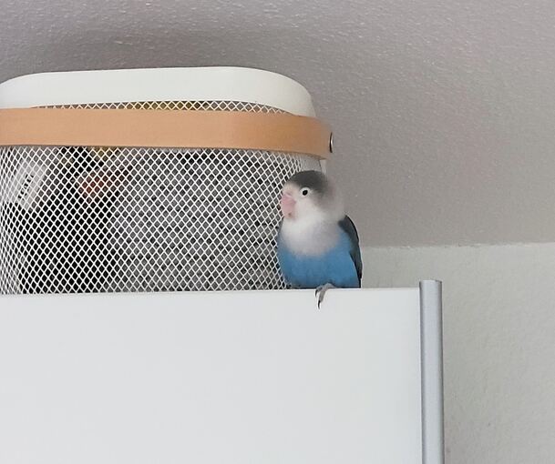 Das Aussetzen eines Tieres stellt zudem eine Ordnungswidrigkeit nach Paragraf 18 des Gesetzes dar, die mit einer Geldbuße von bis zu 25.000 Euro geahndet werden kann.