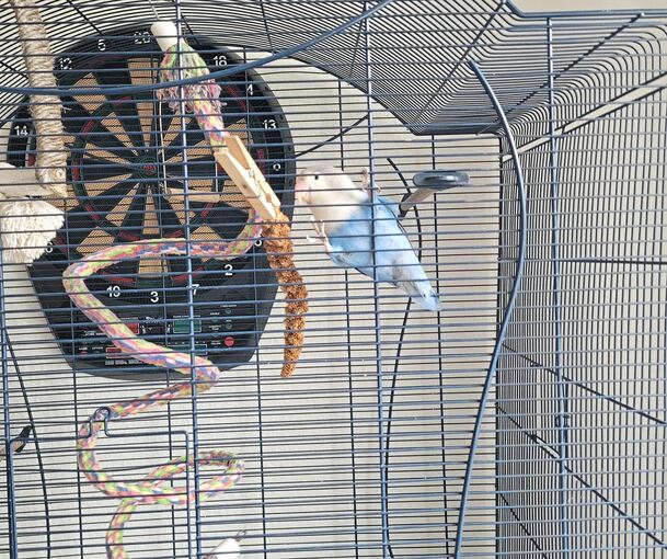 Der Unzertrennliche fühlt sich sehr allein.