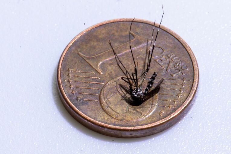 Lokale Infektion mit Chikungunya-Virus im Elsass entdeckt