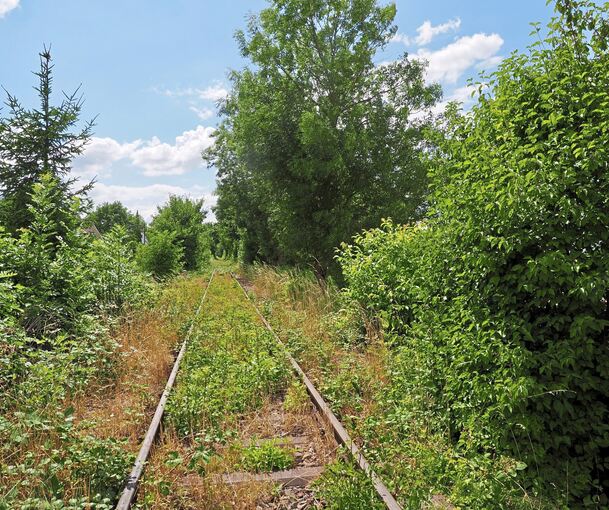 Zugewachsene Bahnstrecke zwischen Markgröningen und Ludwigsburg auf Höhe der Weststadt.