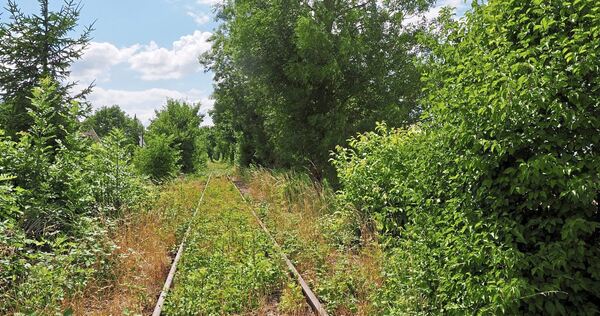 Zugewachsene Bahnstrecke zwischen Markgröningen und Ludwigsburg auf Höhe der Weststadt.