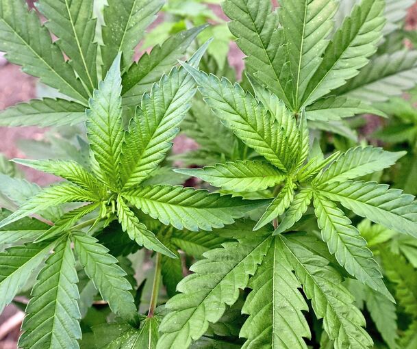 Das Landgericht verhandelt einen Fall, bei dem rund 240 Kilo Cannabis vermittelt wurden.