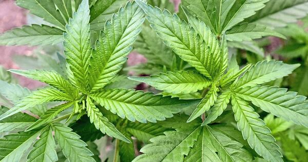 Der Fernfahrer schmuggelte nach Überzeugung des Gerichts neben Marihuana auch Cannabis.