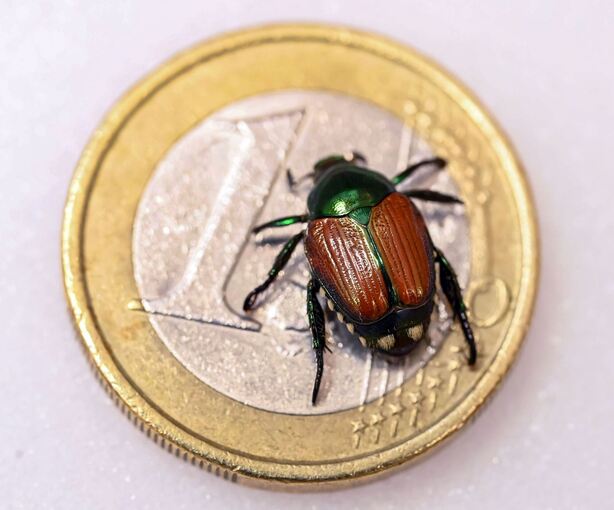Präparierter Japankäfer