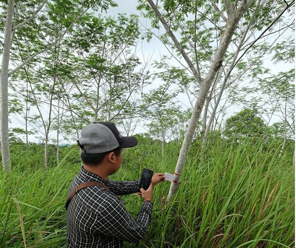 Mit einer Referenzkarte und einem Mobiltelefon werden die Bäume in jedem Stadium ihres Wachstums einzeln erfasst, wie hier in Indonesien auf der Insel Borneo in der Provinz Kalimantan.