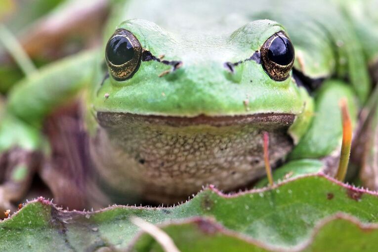 Zustand der Natur in Deutschland Zustand der Natur in Deutschland