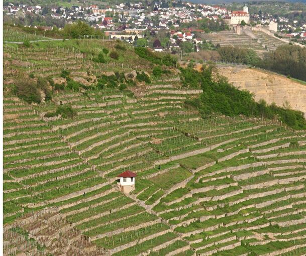 Blick auf die Roßwager Steillagen. Im Hintergrund Schloss Kaltenstein.