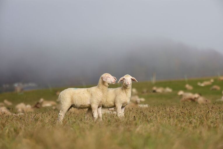 Schafe auf der Schwäbischen Alb