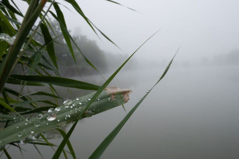Tautropfen auf Schilf