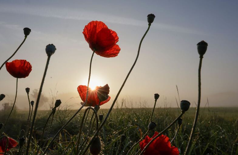 Sommer in Baden-Württemberg