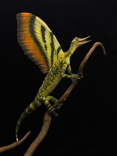 Hautauswüchse bei Ur-Reptil Hautauswüchse bei Ur-Reptil