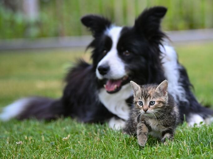 Hund und Katze
