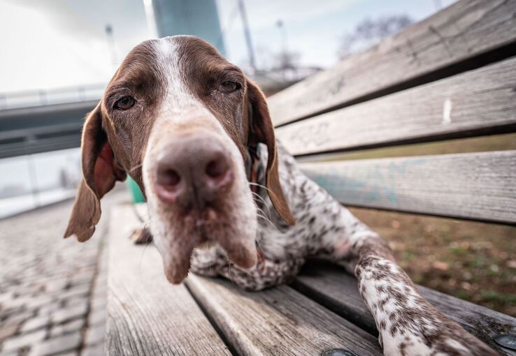 Ein elfjähriger Kurzhaar-Mischling auf einer Parkbank