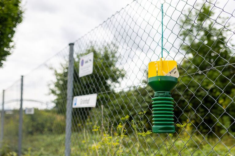 Beschränkungen in Freiburg nach Fund von Japankäfer