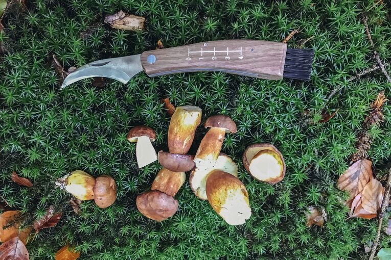 Pilze sammeln Pilze sammeln