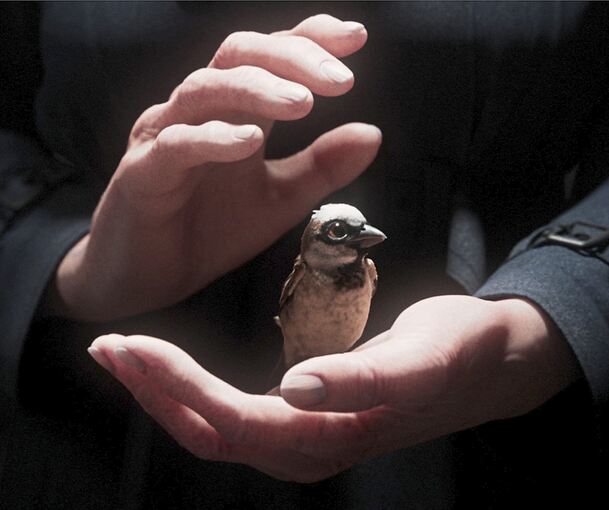 „A Sparrow‘s Song“.