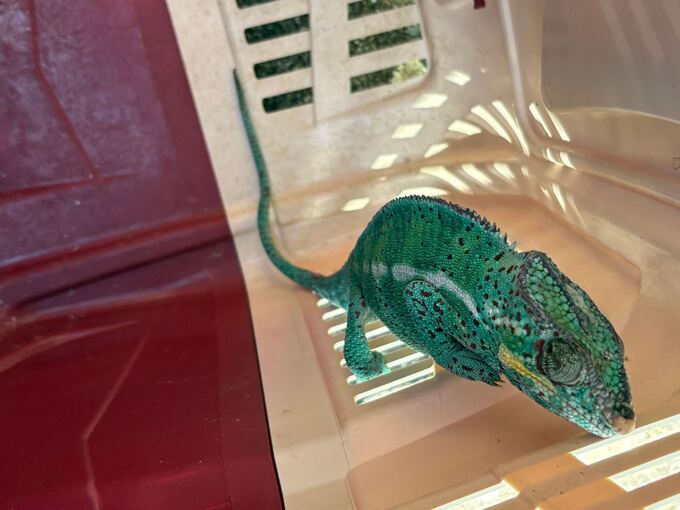 Feuerwehr rettet Chamäleon aus Baum Feuerwehr rettet Chamäleon aus Baum