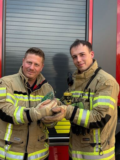Feuerwehr rettet Chamäleon aus Baum Feuerwehr rettet Chamäleon aus Baum