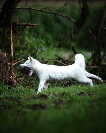 Weißer Fuchs
