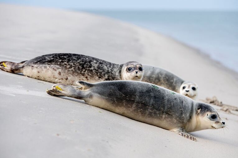 Auswilderung von Seehund-Jungtieren