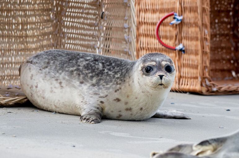 Auswilderung von Seehund-Jungtieren