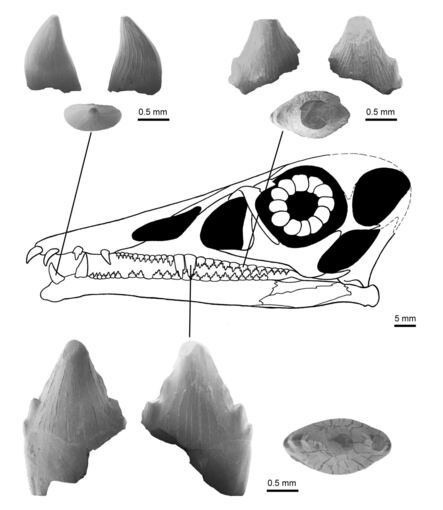 Zähne des Flugsauriers Eudimorphodon