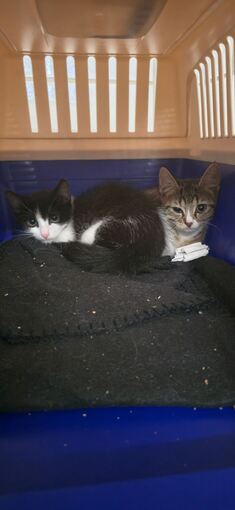Katzenbabys vor Supermarkt ausgesetzt