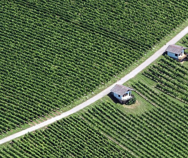 Der Traktorfahrer verschwindet in einem Weinberg (Symbolfoto).