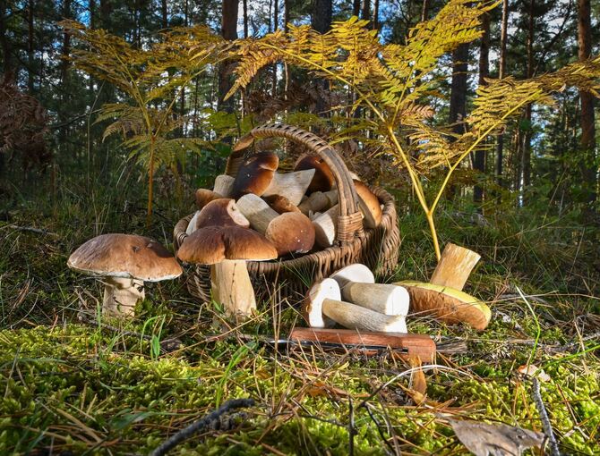 Herbstzeit ist Pilzzeit