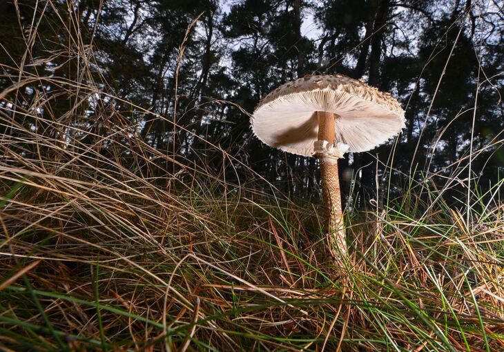 Riesenschirmpilz