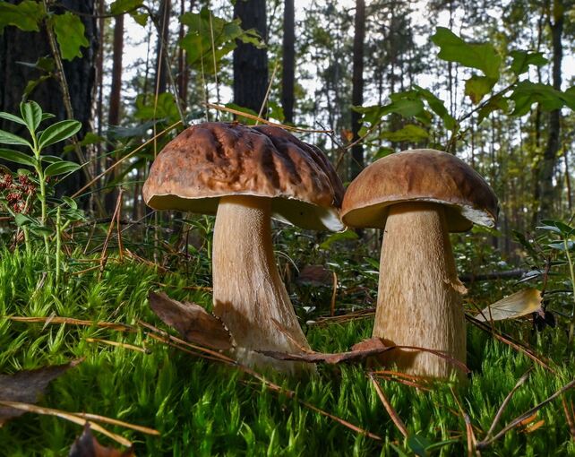 Es ist wieder ist Pilzzeit