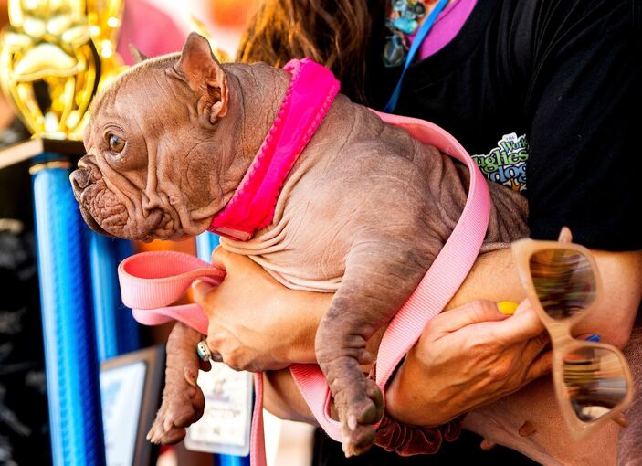 Wettbewerb für hässliche Hunde