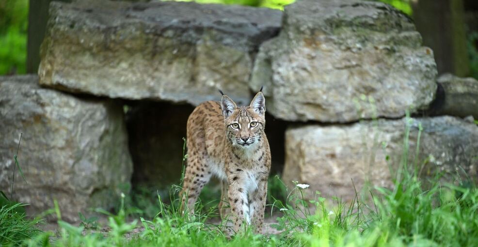 Luchs