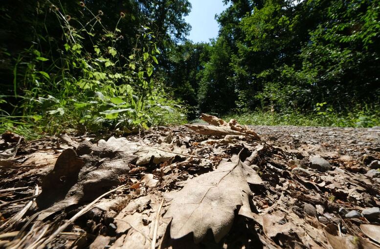 Waldbrandgefahr in Baden-Württemberg