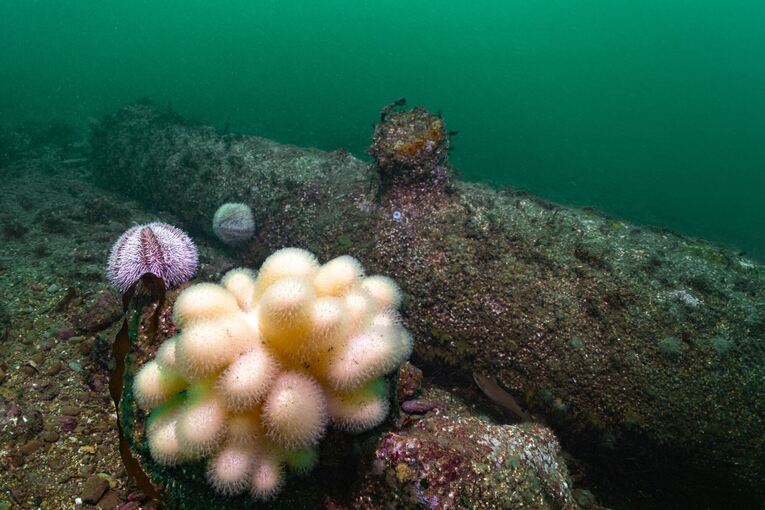 Kanonen vor Helgoland