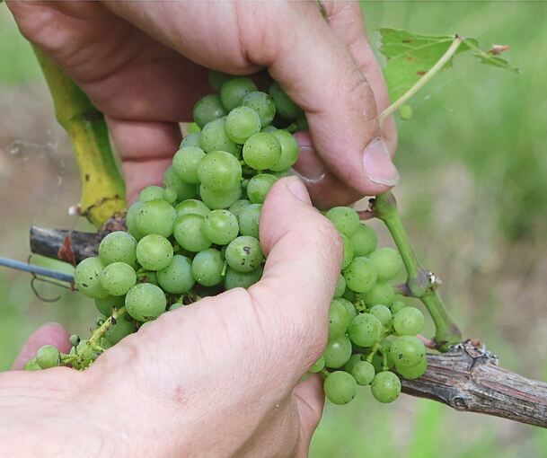 Dank der höheren Temperaturen können Alber und Müller jedes Jahr einen guten Jahrgang produzieren.