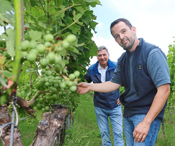 Fabian Alber (vorne) und Herbert Müller sind mit ihren Reben gut gewappnet gegen hohe Temperaturen.